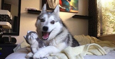 husky tells dad joke about eating too much