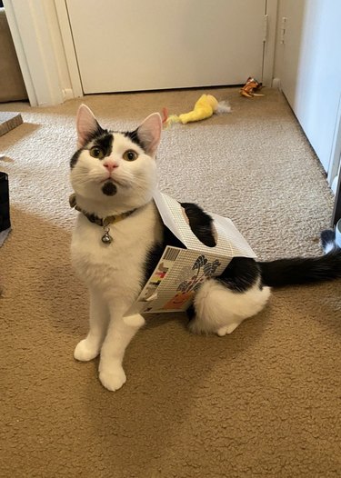 Tuxedo tabby cat with a tissue box around their body and looking at the camera.