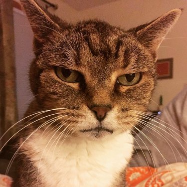 cat disappointed you woke her up