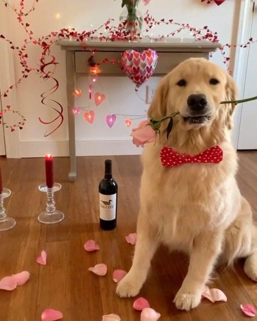 Golden retriever holds a pink rose in his mouth. He is wearing a red bow tie and is surrounded by Valentine's day decor.