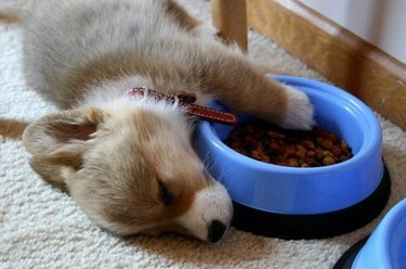 dog falls asleep guarding food bowl