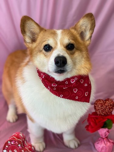 A corgi in front of a pink backdrop, wearing a bandana with hearts and surrounded by other Valentine's day decorations.