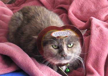 A grumpy looking cat with her face shoved through an empty Ferrero Rocher container.