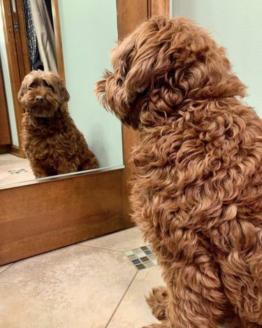 Golden doodle looking at their reflection in the mirror.