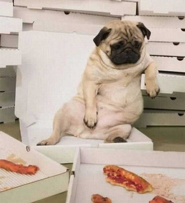 pug eats too much pizza