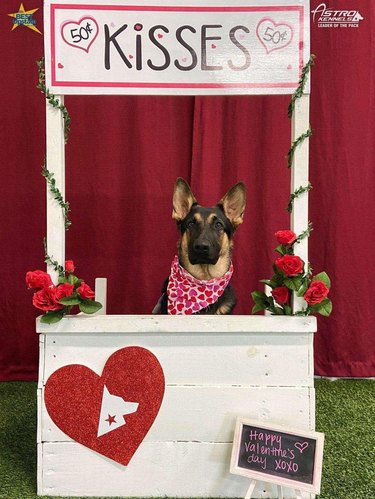 A german shepherd in a red bandana sitting behind a kissing booth.