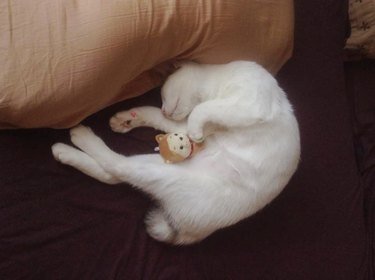 cat sleeps with stuffed animal