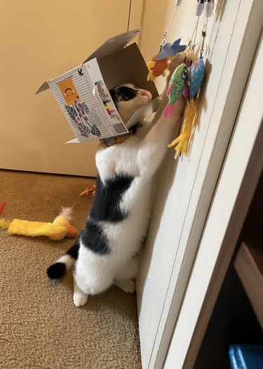 Tuxedo tabby cat with a tissue box around their head while playing with cat toys.