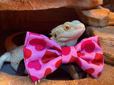 A bearded dragon in a huge pink and red Valentine's bow tie.
