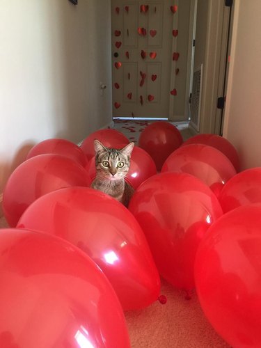 A tabby cat sitting among a bunch of red balloons.