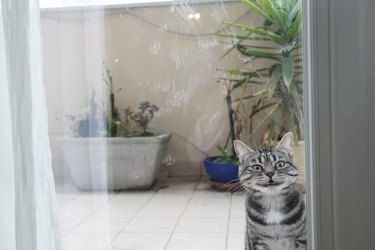 creepy cat staring in window at you