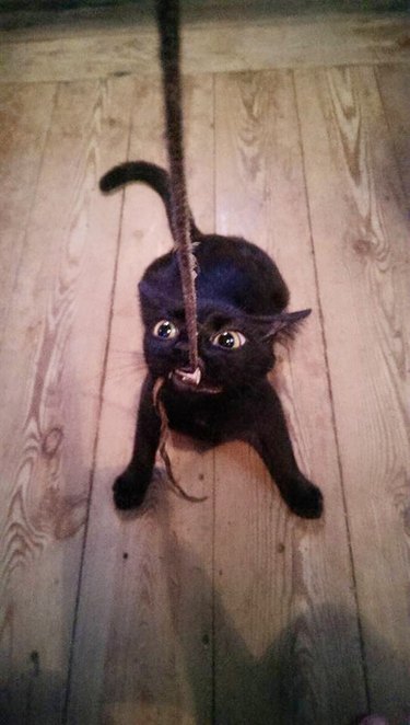 cat pulling on string