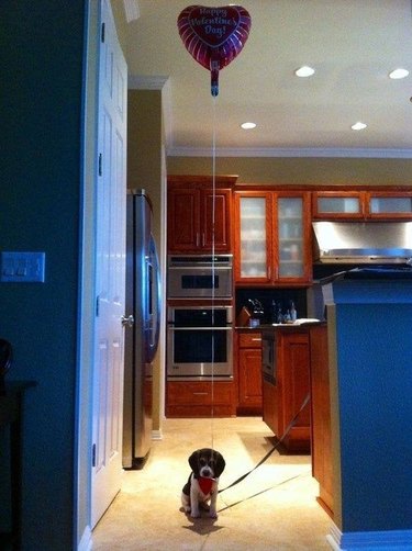 A small puppy sits on the floor of a kitchen, with a heart balloon floating above them.