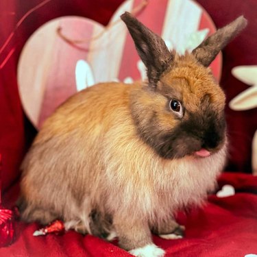 A rabbit in front of a red backdrop with Valentine's day decorations, sticking his tongue out and looking adorable.