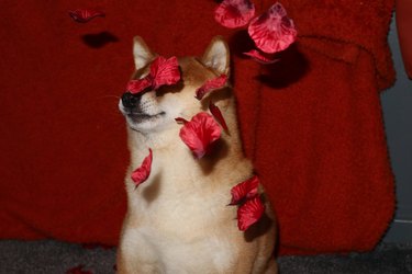 A Shiba Inu sitting in front of a red backdrop with red rose petals falling around them, blocking their face.