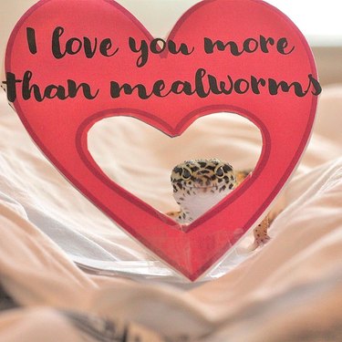 Leopard gecko sticking their head through a heart-shaped Valentine's card that reads, "I love you more than mealworms."