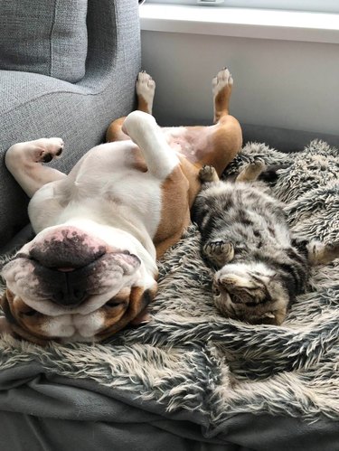 Dog and kitten relaxing