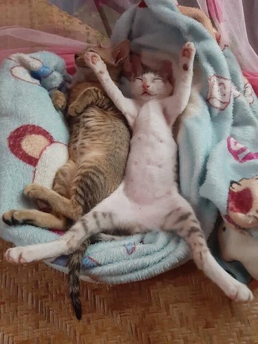 Two sleeping kittens, one on their back with limbs spread out