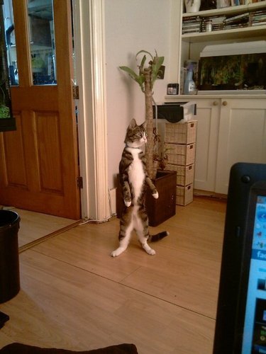 cat standing on rear legs like human