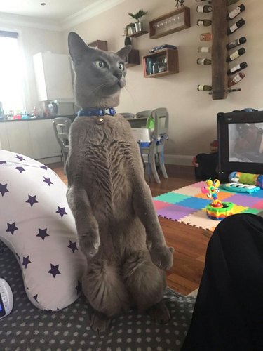 cat named Chester standing upright