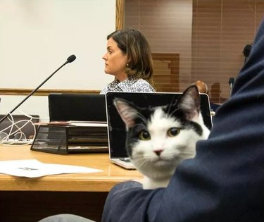 Cat in a conference room.