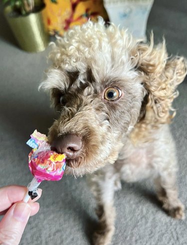 Toy poodle-schnoodle mix sniffing a lollipop.