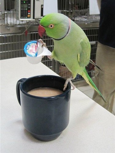 Bird putting creamer in coffee