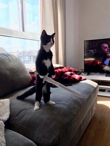 cat photoshopped holding sword