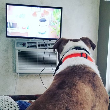 dog streaming their favorite show