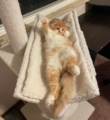 Fluffy white and orange kitten laying on their back in a cat tree