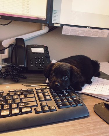 puppy laying on keyboard