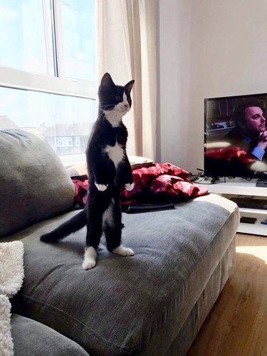 cat standing upright like a person