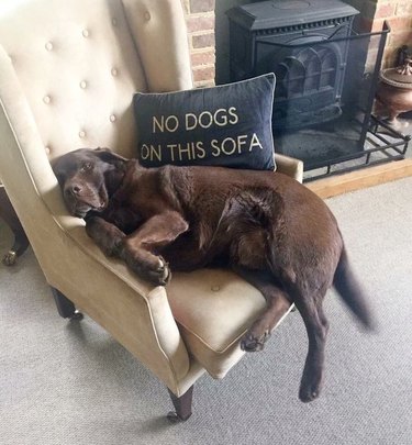 dog on chair sitting next to pillow that reads no dogs on this sofa
