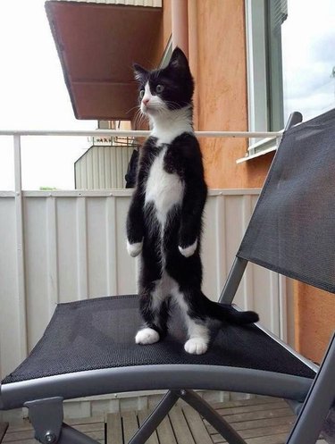 cat standing up on chair