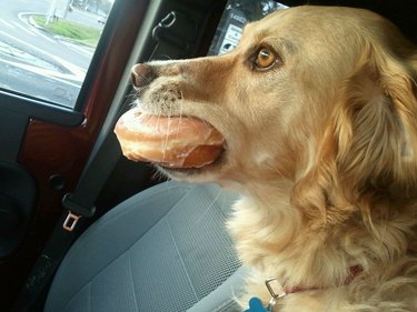 Dog with a donut in mouth pretending to be still