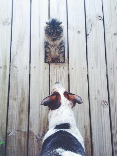cat prevents dog from squirming through hole in fence