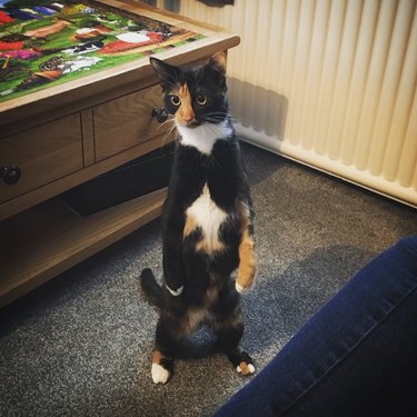 black and tan cat standing upright