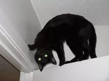 Black cat on top of a door and his head is backwards?!