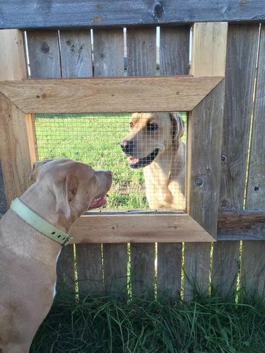 man builds window in fence for dogs to say hello to each other