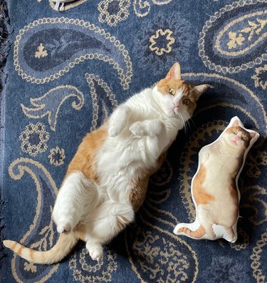 White and orange cat laying next to pillow with their face printed on it