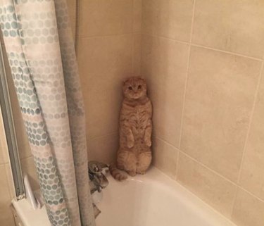 cat in the shower standing upright like a human