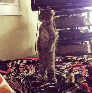 cat standing upright