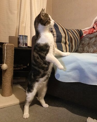 cat standing like a human