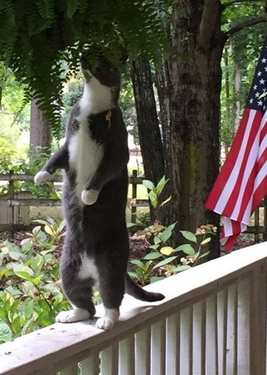cat standing upright on porch railing