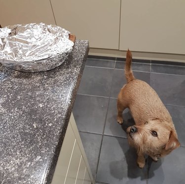 Light brown patterdale terrier looking up at a pie wrapped in tin foil on a counter.