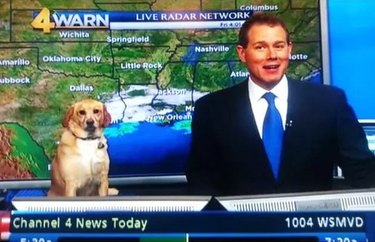 weatherman patronizes dog