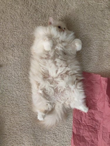 Extremely fluffy white cat laying on their back