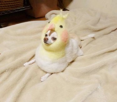 little dog with a bird hat