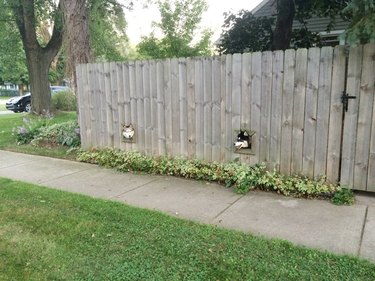 holes cut in fence for dogs to look out