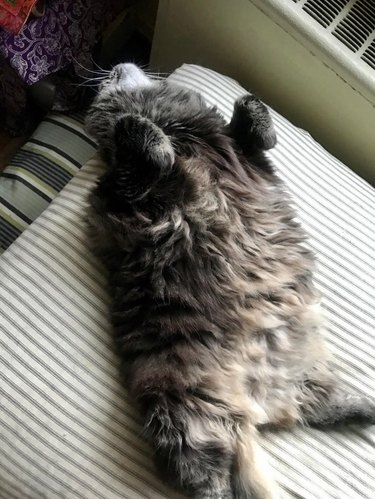 Fluffy gray cat laying on their back with front paws curled